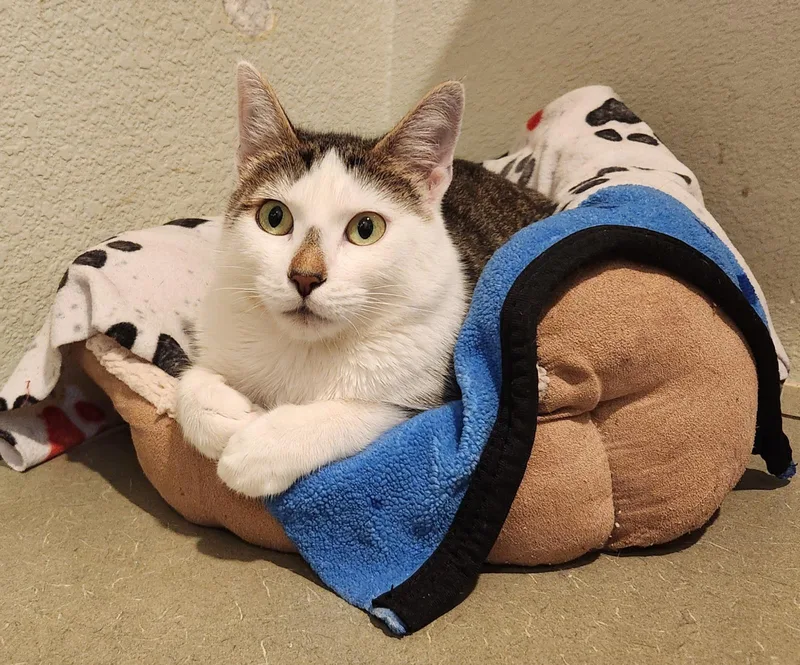 An adult medium-sized female Domestic Short Hair cat named Monica for adoption in Lincoln, CA