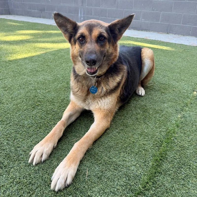 An adult large-sized female Mixed Breed dog named Freya for adoption in Truckee, CA