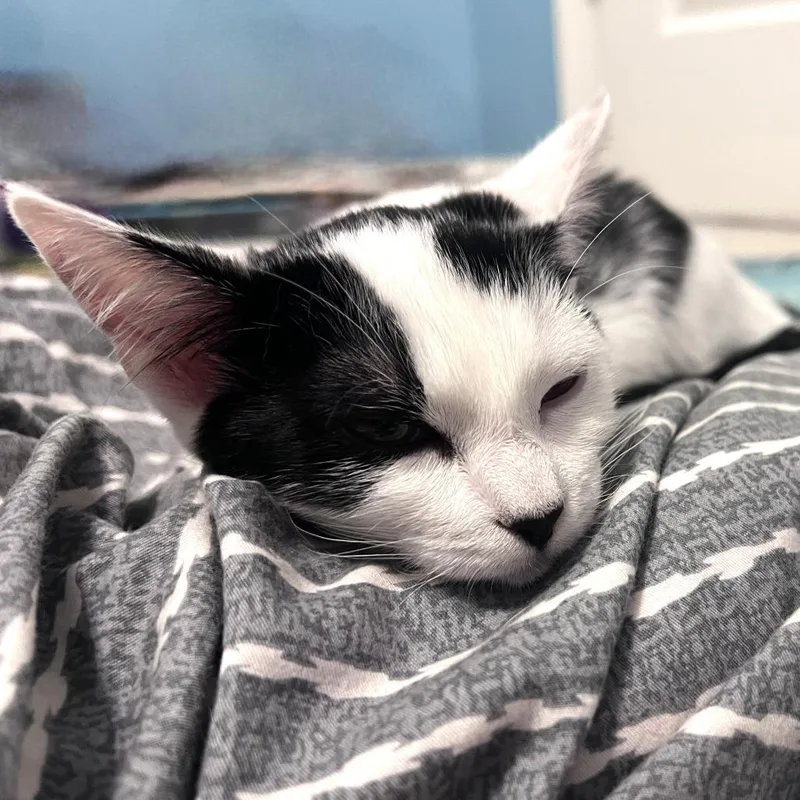 A baby small-sized female Black Domestic Short Hair cat named Donut for adoption in Brownsboro, AL