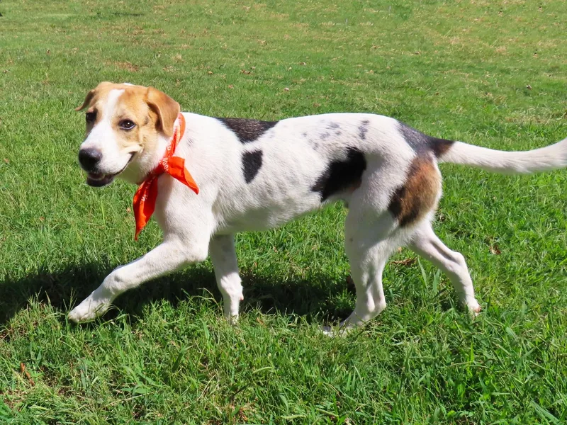 A baby medium-sized male American Foxhound dog named Gizmo C for adoption in Rogers, AR