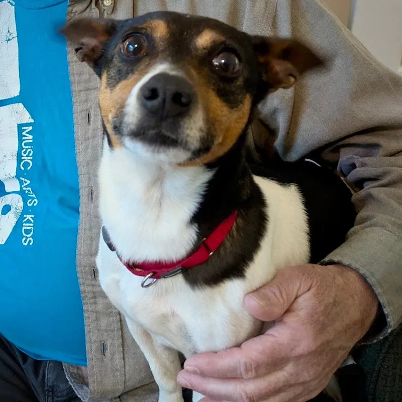 An adult small-sized male Rat Terrier dog named Pepper Jack for adoption in Atlanta, GA