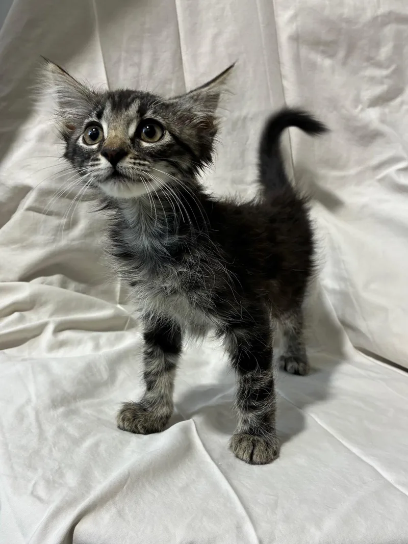 A baby small-sized female Domestic Medium Hair cat named Taurus for adoption in New Orleans, LA