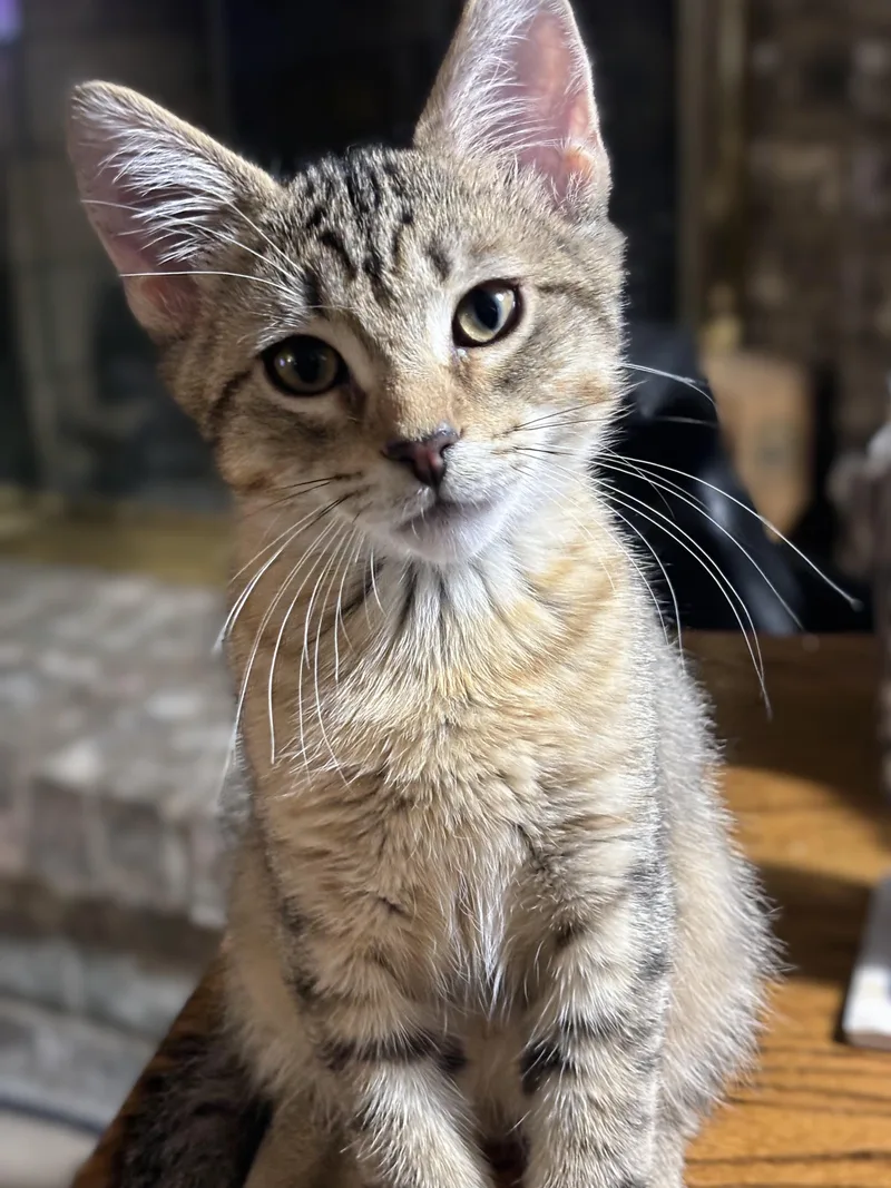 A baby medium-sized male Tabby (Brown / Chocolate) Domestic Short Hair cat named Jack for adoption in Johnsburg, IL
