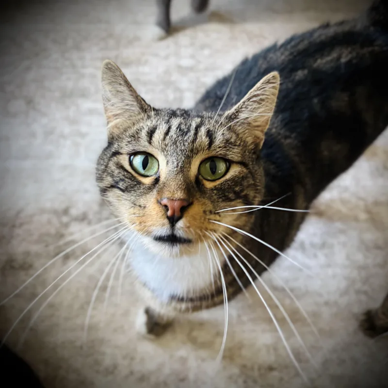 A young medium-sized male Tabby (Brown / Chocolate) Domestic Short Hair cat named Simba for adoption in Buffalo, NY