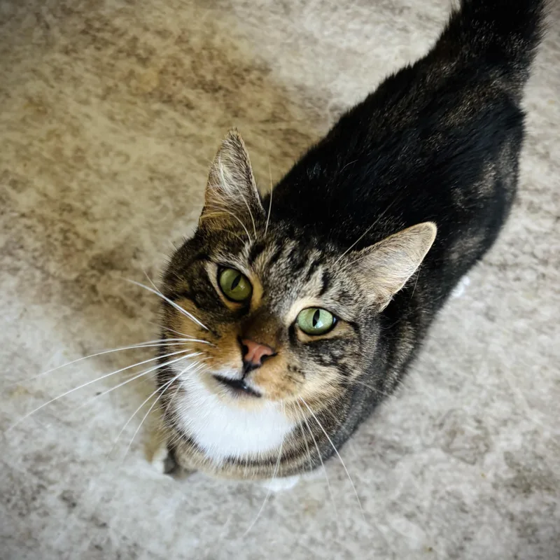 Simba thumbnail 2
