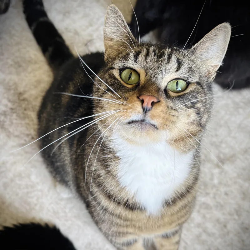 Simba thumbnail 3