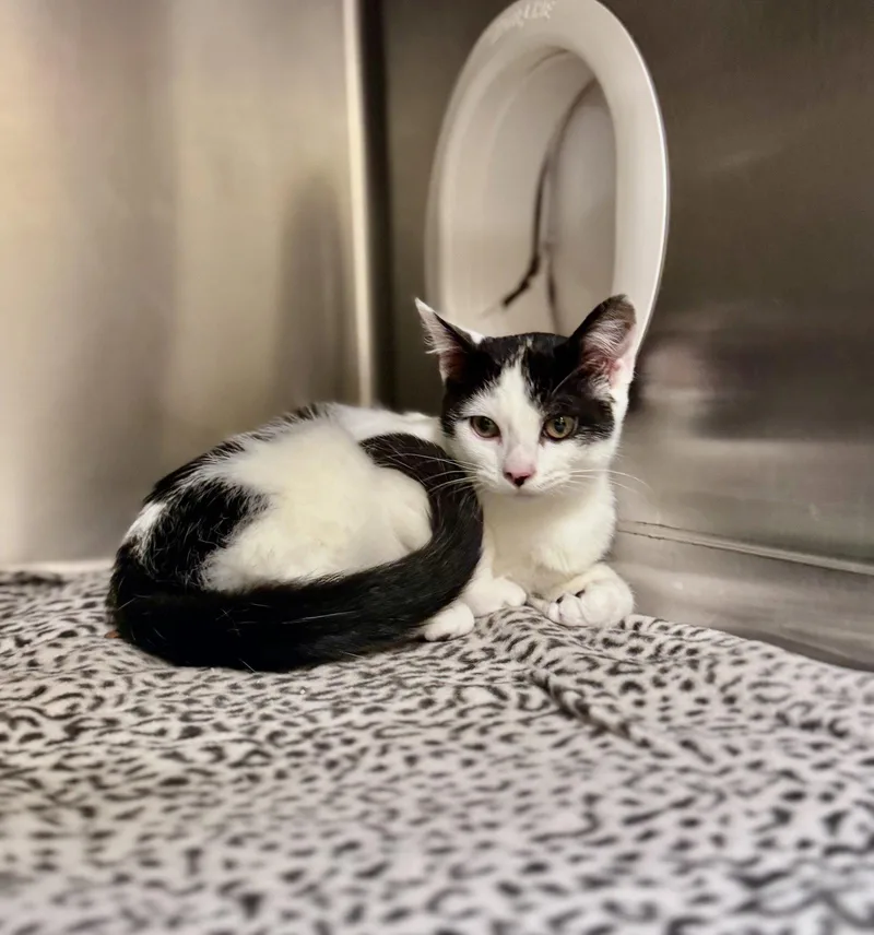 A young medium-sized male Black & White / Tuxedo Domestic Short Hair cat named Subaru for adoption in Cuyahoga Falls, OH