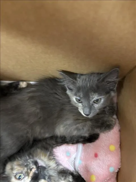 A baby small-sized female Domestic Short Hair cat named Huggle for adoption in Chatsworth, CA
