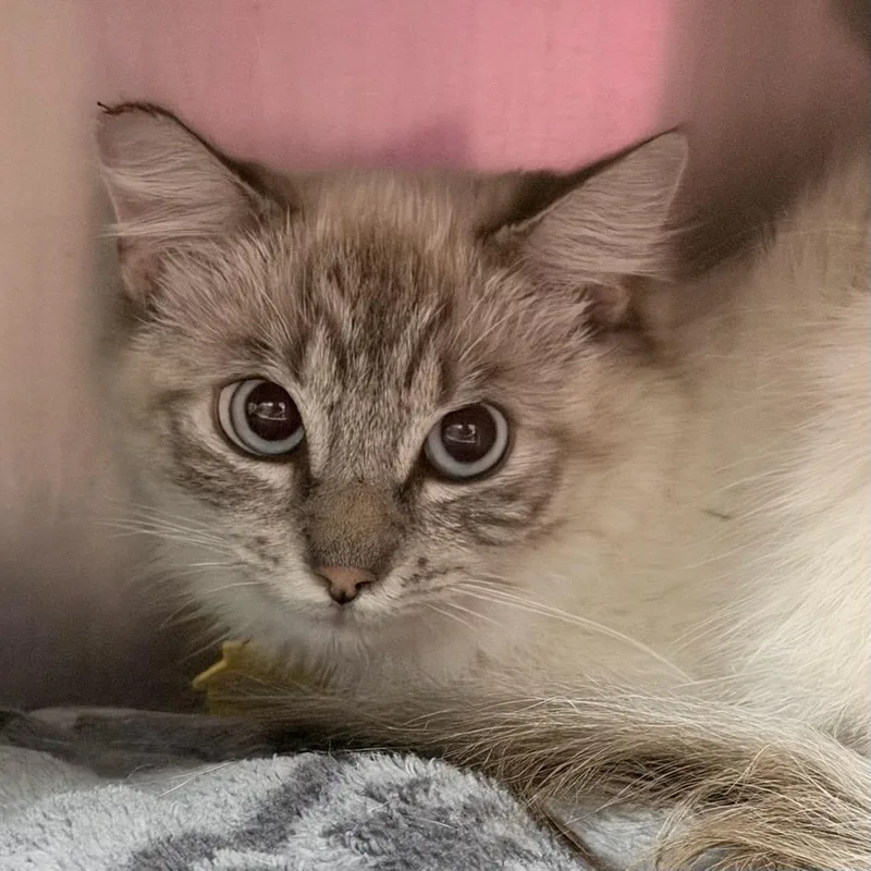 An adult medium-sized female White Siamese cat named Snowy for adoption in Springfield, MA