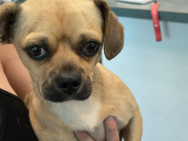 An adult small-sized male Pug dog named Scooby for adoption in Chatsworth, CA