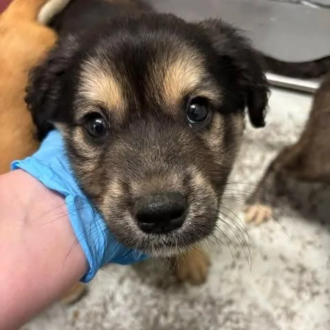 A baby small-sized male Black Mixed Breed dog named Brody for adoption in Bastrop, TX