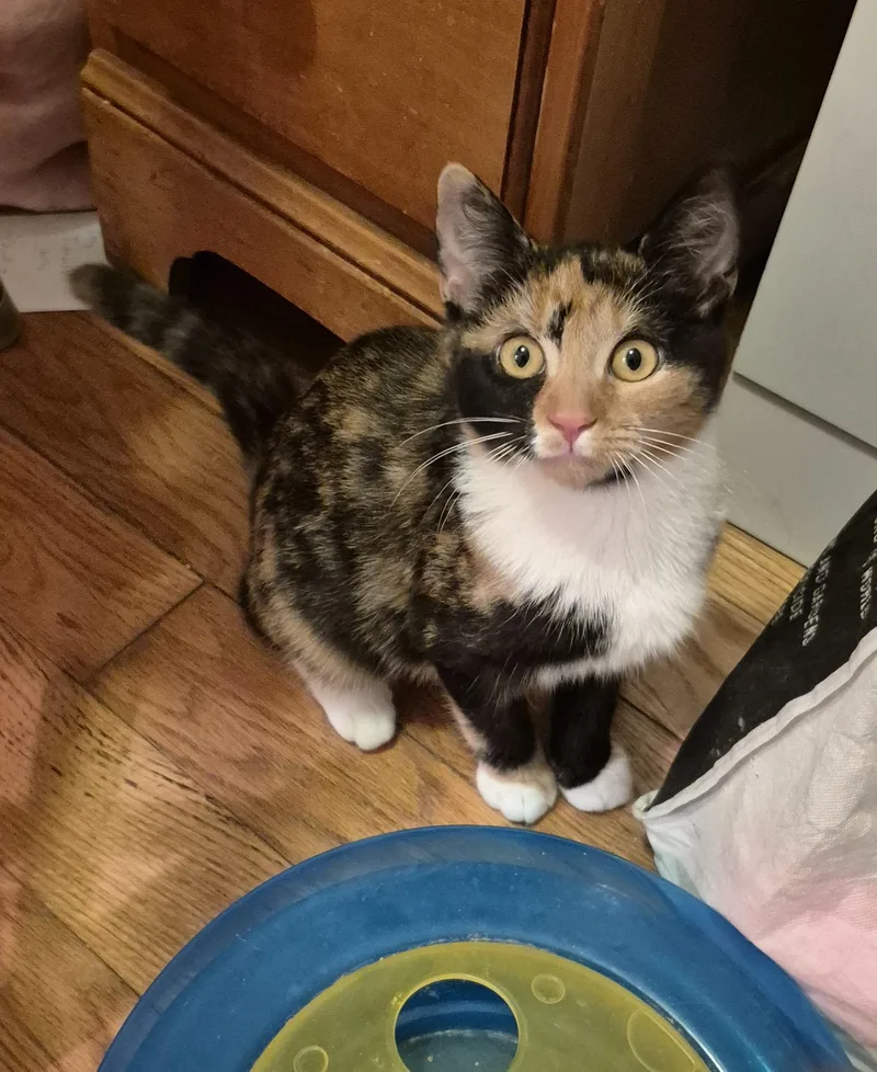 A baby medium-sized female Calico Domestic Short Hair cat named Wendy & Lisa for adoption in Beltsville, MD