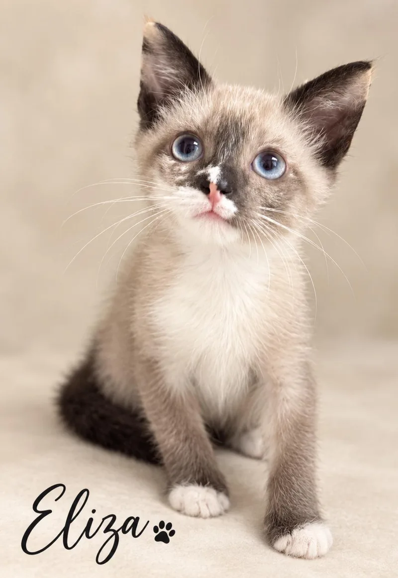 A baby medium-sized female Blue Cream Snowshoe cat named Eliza for adoption in Pawleys Island, SC
