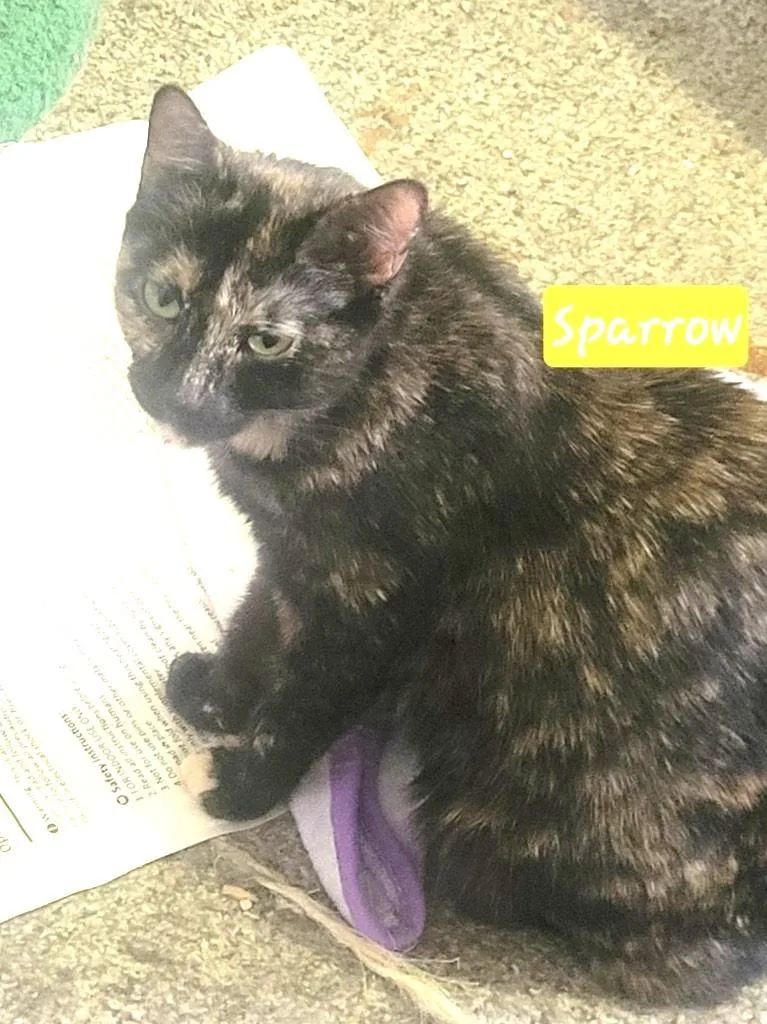 A young medium-sized female Domestic Short Hair cat named Sparrow for adoption in Ogden, UT