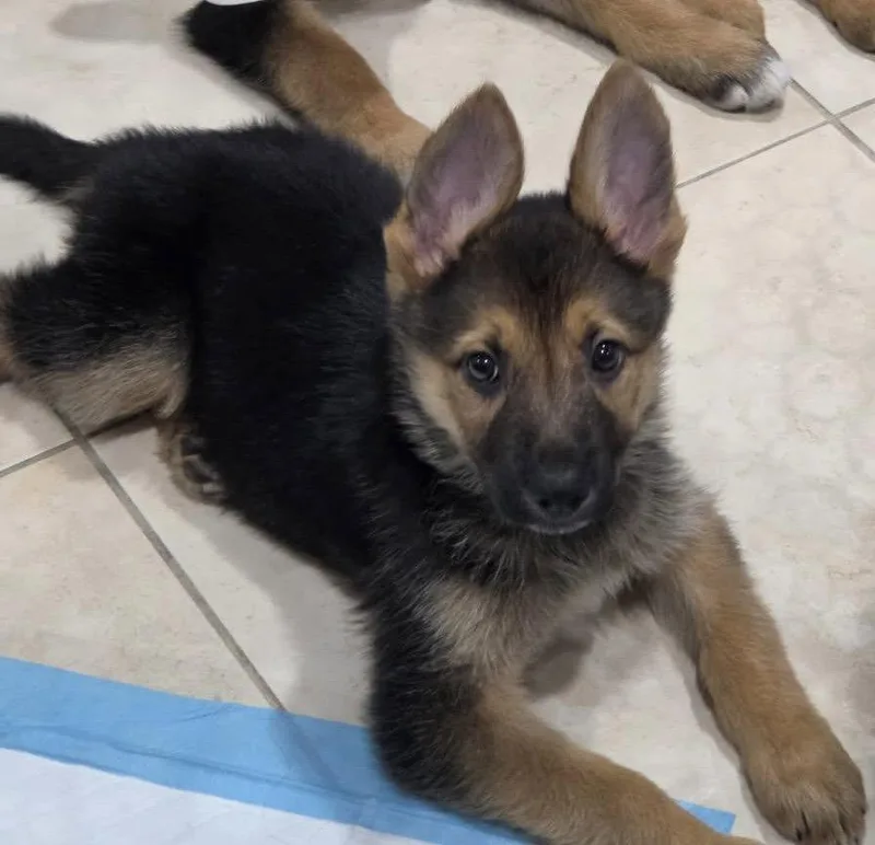 A baby medium-sized female German Shepherd Dog dog named Lacey for adoption in Royal Palm Beach, FL