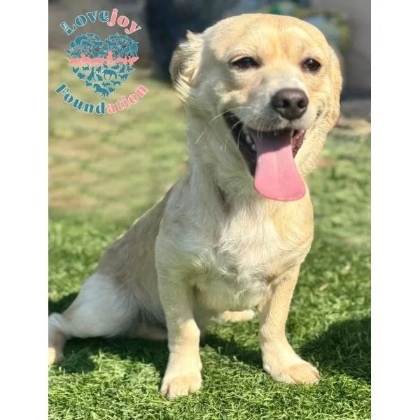 An adult small-sized male Yellow / Tan / Blond / Fawn Chiweenie dog named Sherwood Rb for adoption in Inglewood, CA