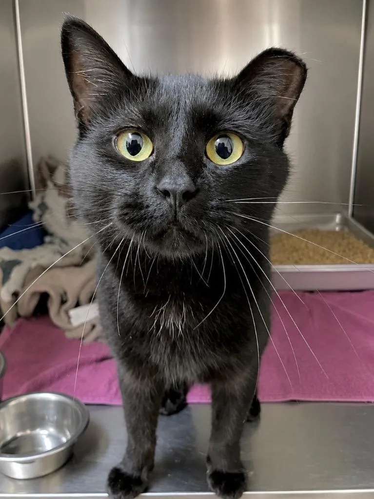 A young medium-sized female Domestic Short Hair cat named Violet for adoption in Menomonie, WI