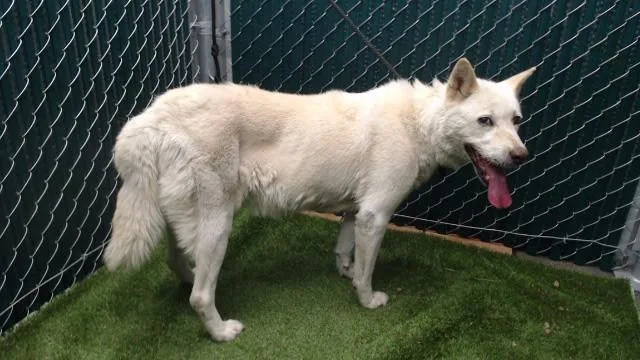 A senior medium-sized female Jindo dog named Polly for adoption in Downey, CA