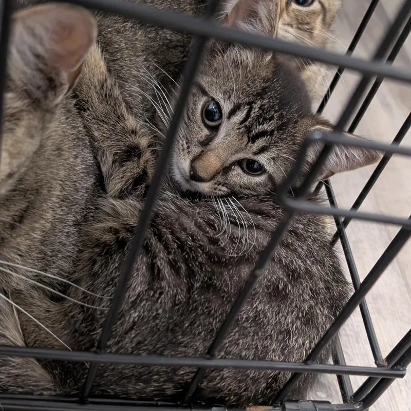 A baby small-sized female Brown / Chocolate Domestic Short Hair cat named Rexi for adoption in Buchanan Dam, TX