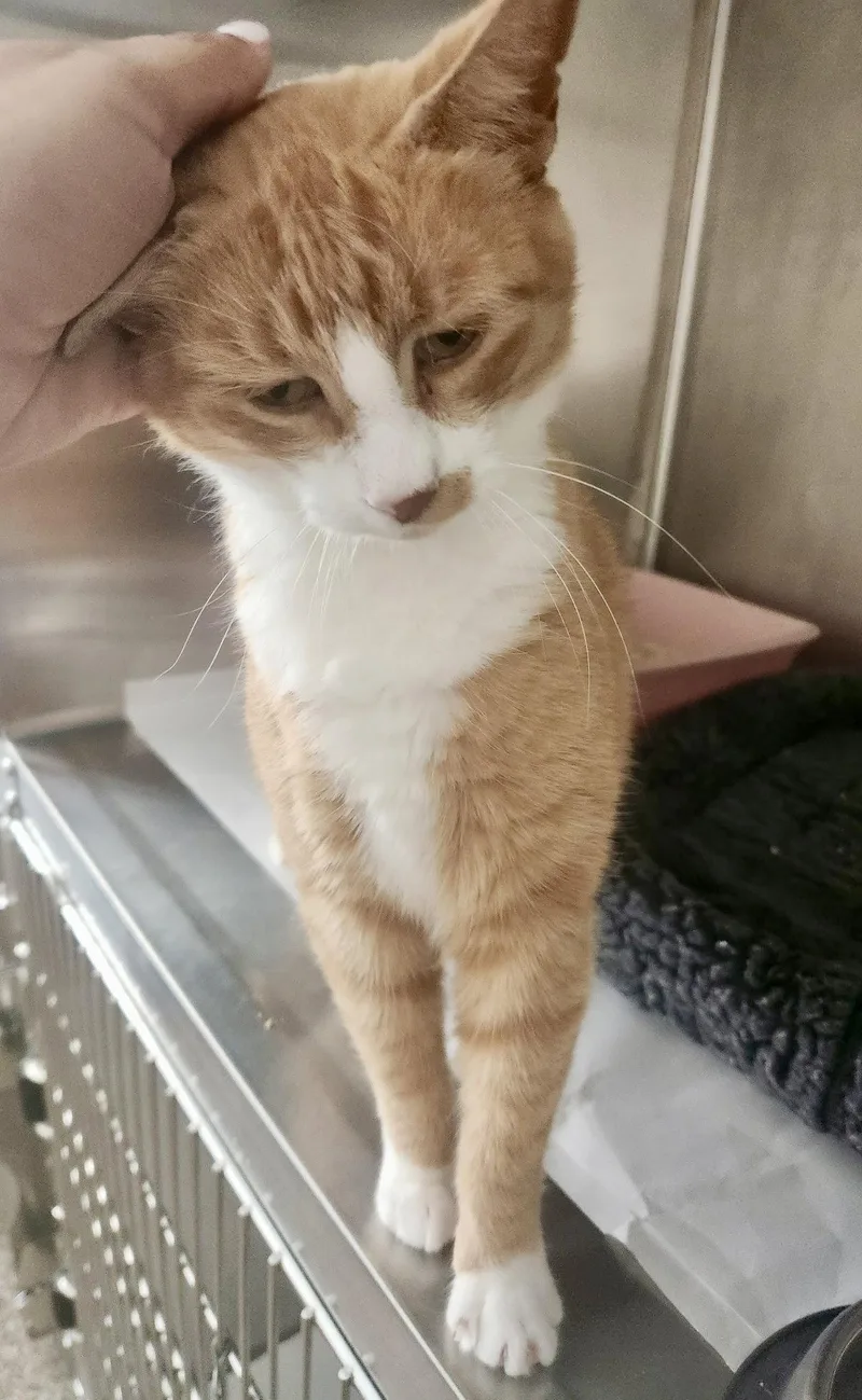 A young medium-sized female Orange & White Domestic Short Hair cat named Dahlia for adoption in Flushing, NY