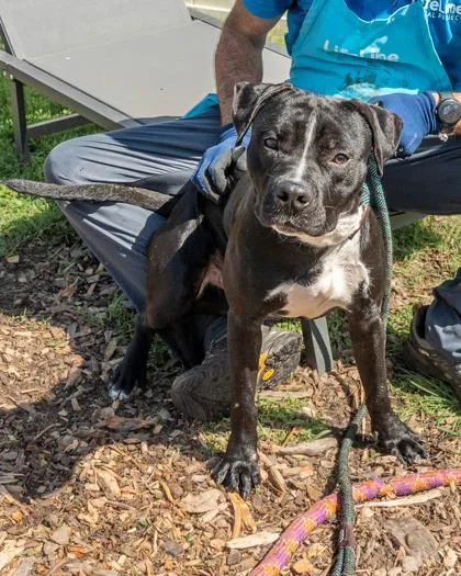 An adult large-sized male Mixed Breed dog named Windstride for adoption in Chamblee, GA