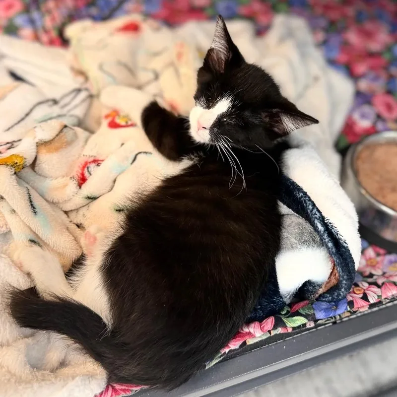 A baby small-sized female Domestic Short Hair cat named Cora for adoption in Portage, MI
