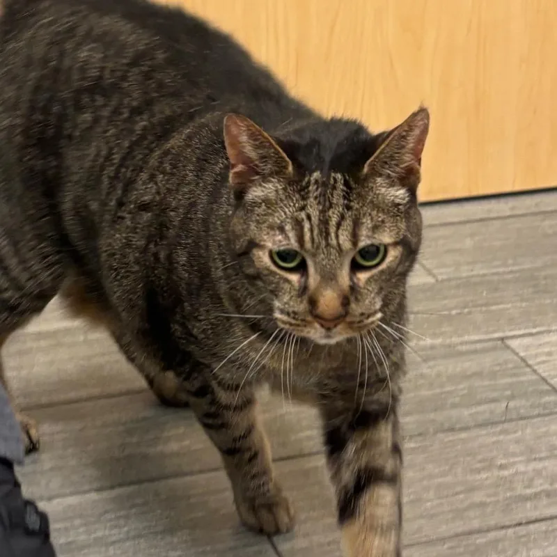 An adult extra large-sized male Brown / Chocolate Domestic Short Hair cat named Dolce for adoption in Jacksonville, FL