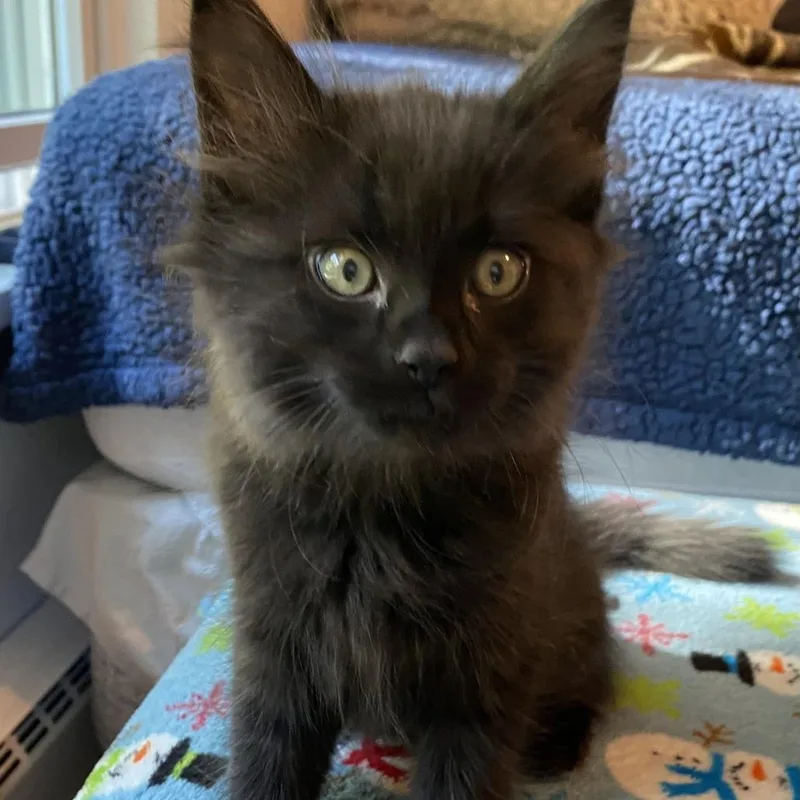 A baby small-sized male Domestic Medium Hair cat named Haunted House for adoption in Evanston, IL