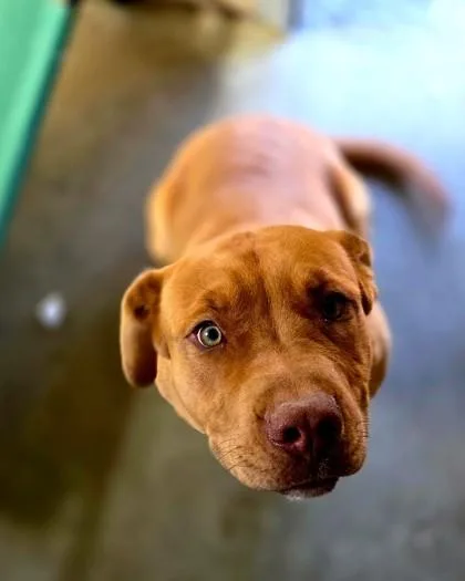 An adult large-sized male Mixed Breed dog named Ranger for adoption in Madison, NJ