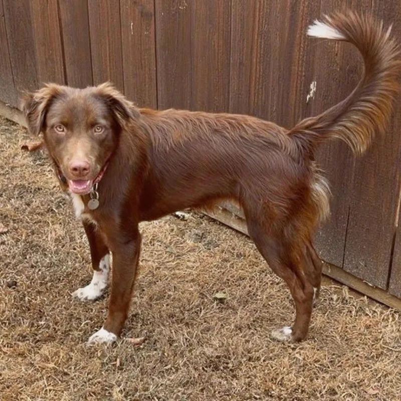 A young medium-sized male Red / Chestnut / Orange Australian Shepherd dog named Flynn for adoption in Flower Mound, TX