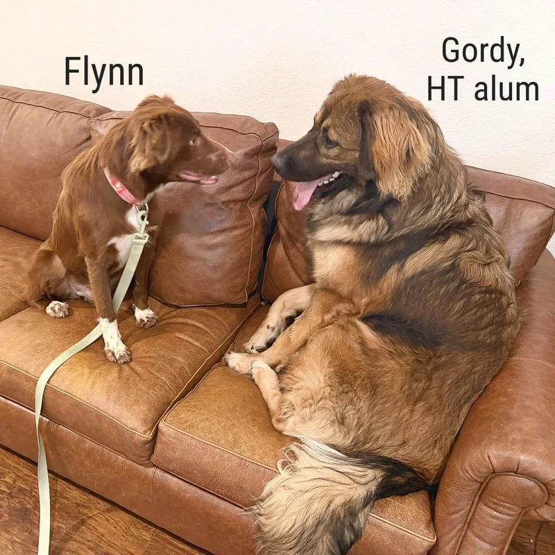 Flynn thumbnail 3