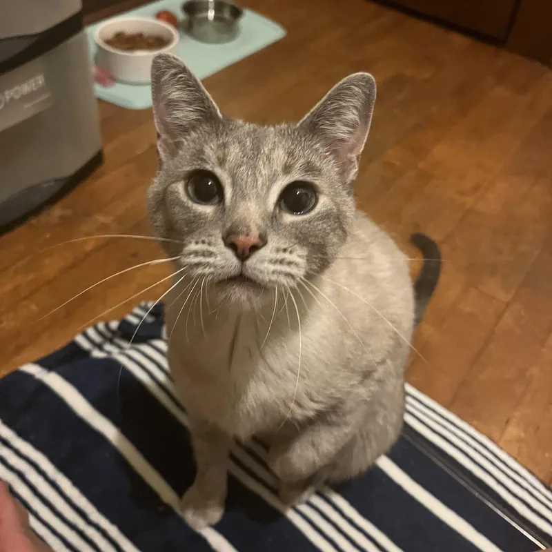 A young large-sized female Seal Point Siamese cat named Brioche for adoption in Milwaukee, WI