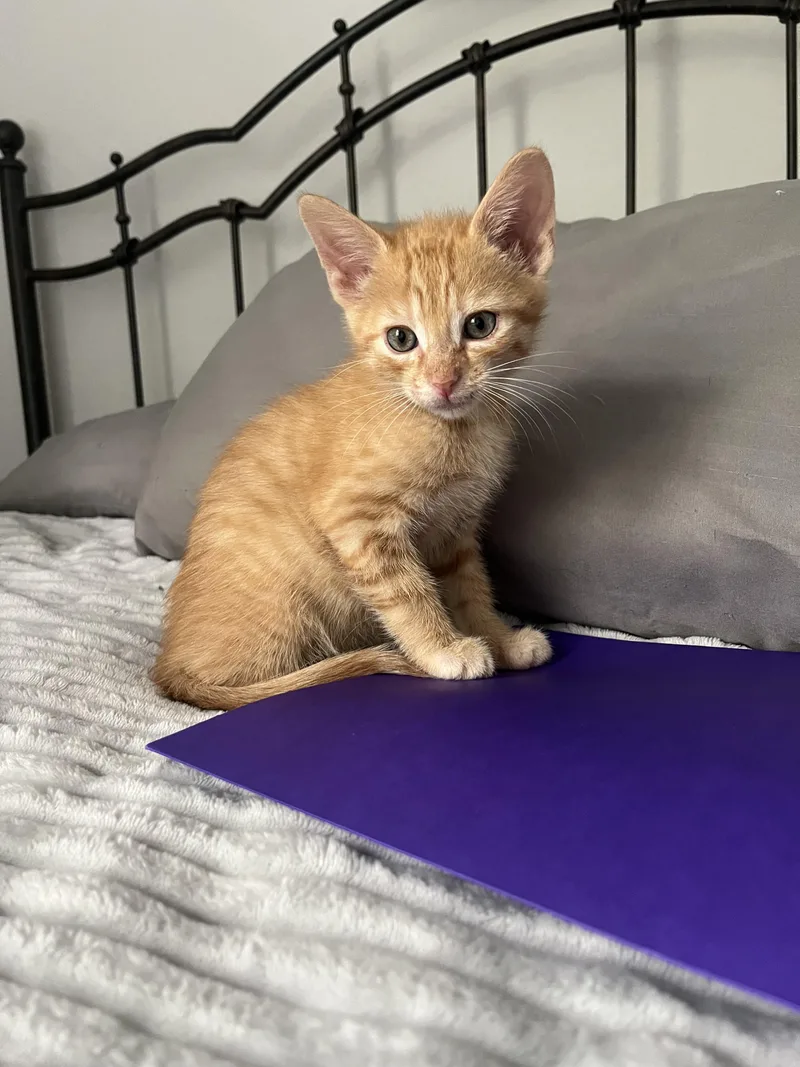 Mango🥭 thumbnail 2