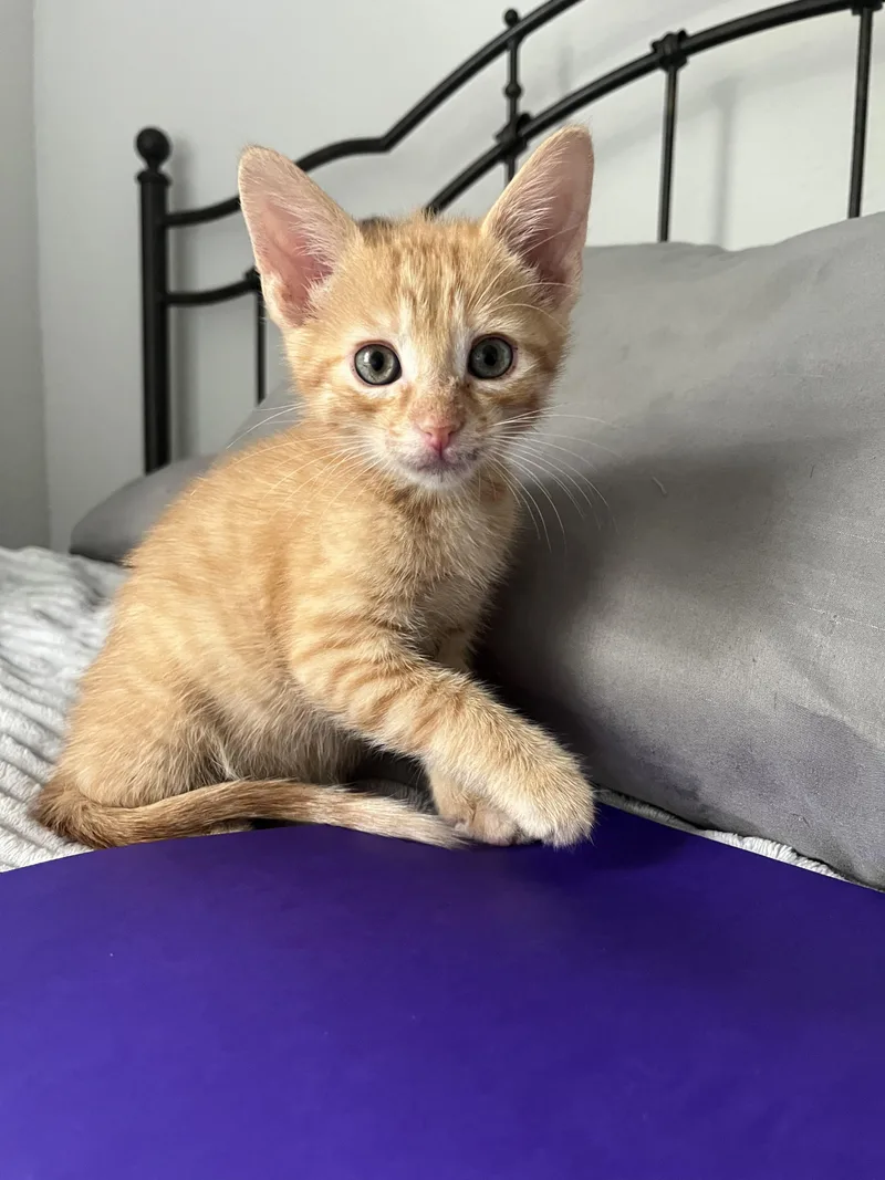 A baby small-sized male Orange & White Domestic Short Hair cat named Mango🥭 for adoption in Boca Raton, FL