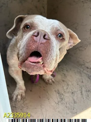 A young medium-sized female Mixed Breed dog named Kitana for adoption in West Palm Beach, FL