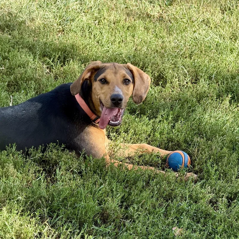 A baby medium-sized female Hound dog named Joppy for adoption in Richmond, VA