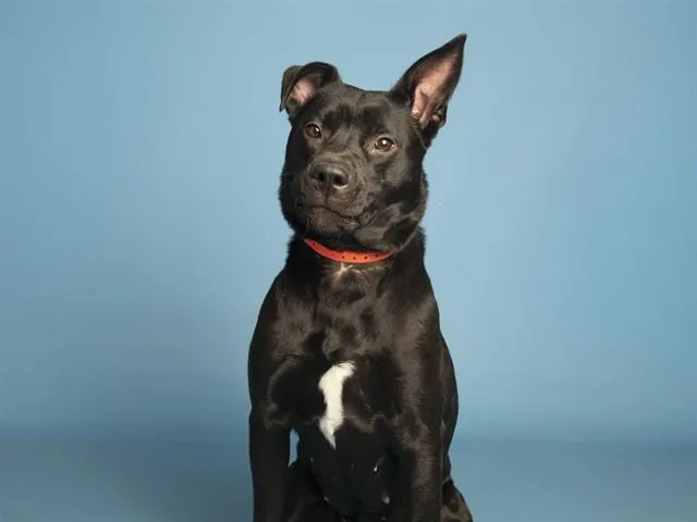 A young medium-sized female Labrador Retriever dog named Fig for adoption in Phoenix, AZ
