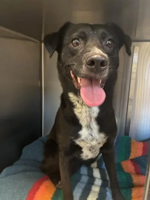 An adult medium-sized female Australian Cattle Dog / Blue Heeler dog named A for adoption in Rancho Cucamonga, CA