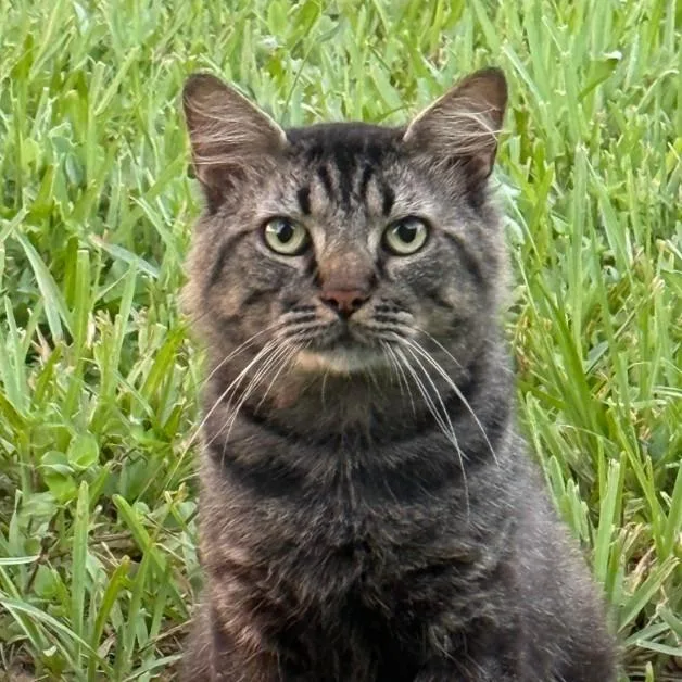 An adult large-sized male Brown / Chocolate Domestic Medium Hair cat named Mozart for adoption in Titusville, FL