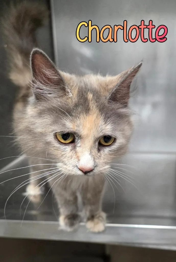 A young medium-sized female Domestic Long Hair cat named Charlotte for adoption in Port Clinton, OH