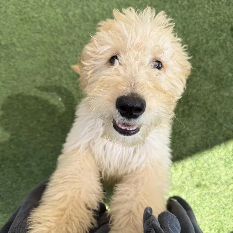 A baby small-sized male Yellow / Tan / Blond / Fawn Poodle dog named Monroe for adoption in Agoura Hills, CA