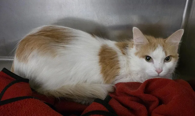 An adult medium-sized female Orange & White Domestic Long Hair cat named Ci  Chloe for adoption in Glen Allen, VA