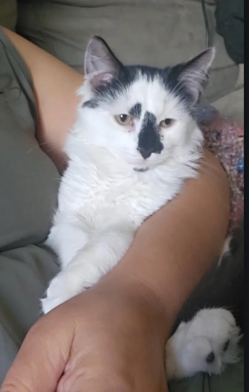 A baby medium-sized male White Domestic Medium Hair cat named Bogsa for adoption in Clayton, NJ