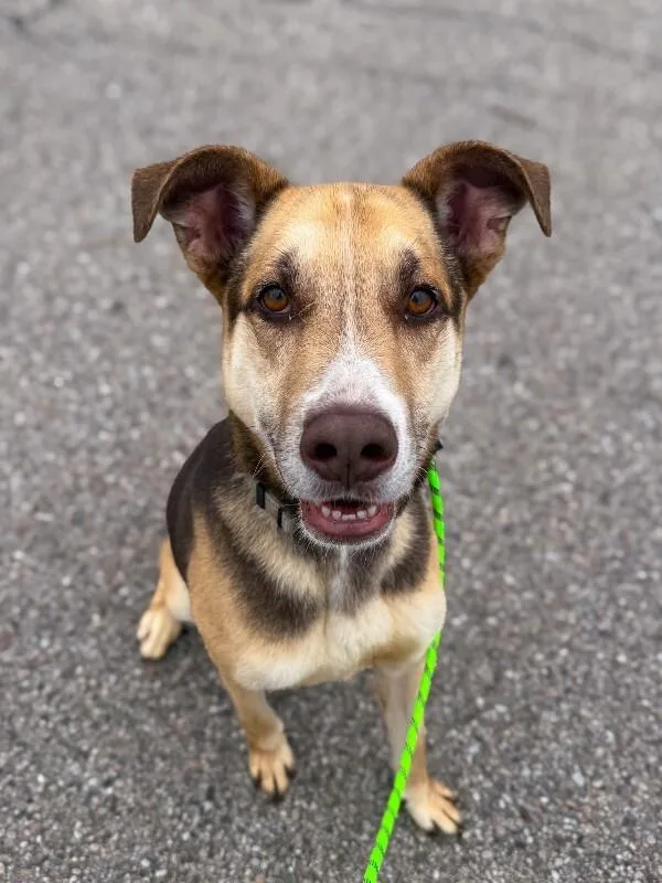 An adult medium-sized male Black Mixed Breed dog named Hazel for adoption in Cincinnati, OH