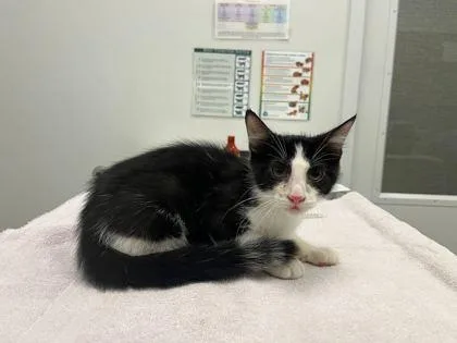 A baby small-sized male Black Domestic Short Hair cat named Burger Pie for adoption in Kansas City, MO