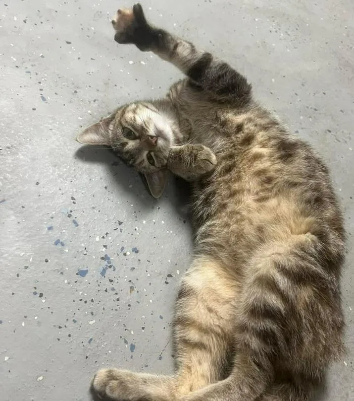 A baby medium-sized female Tabby cat named Daisy for adoption in Waxahachie, TX