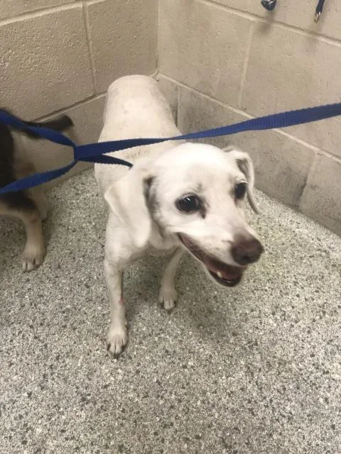 A young small-sized female Chihuahua dog named A for adoption in Conroe, TX