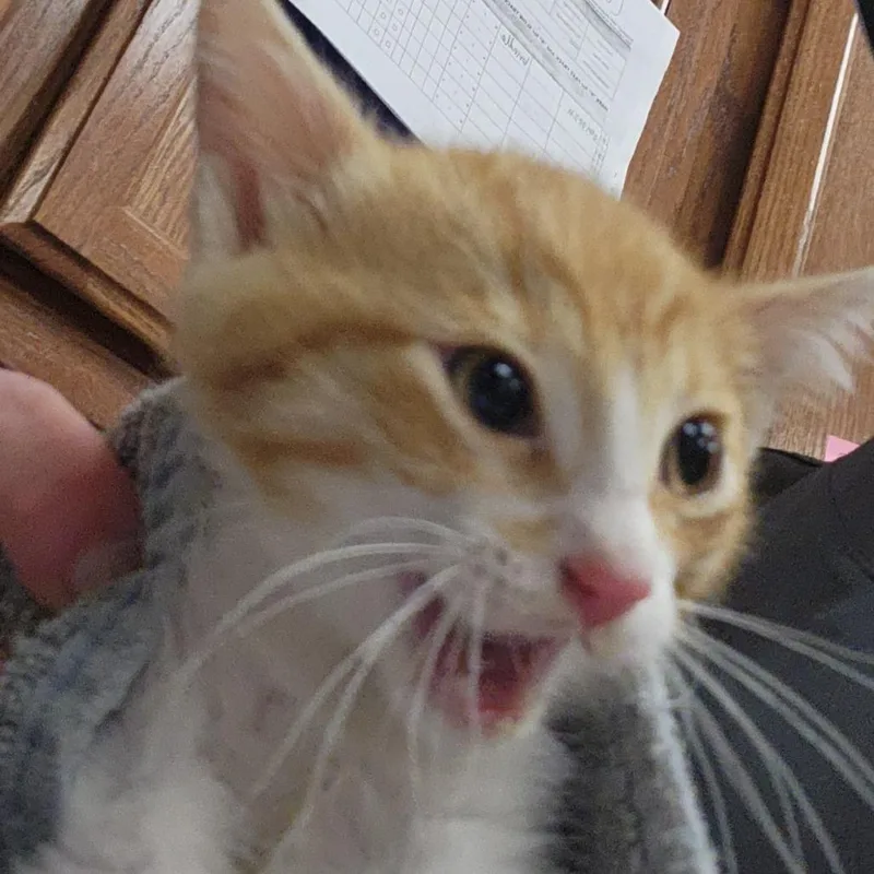 A baby small-sized female Orange / Red Domestic Short Hair cat named Tumble U for adoption in Tupelo, MS