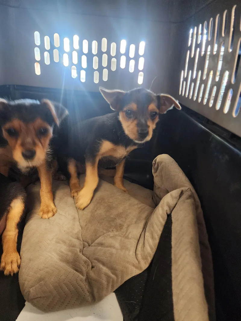 A baby small-sized male Yorkshire Terrier dog named Kyle for adoption in Los Angeles, CA