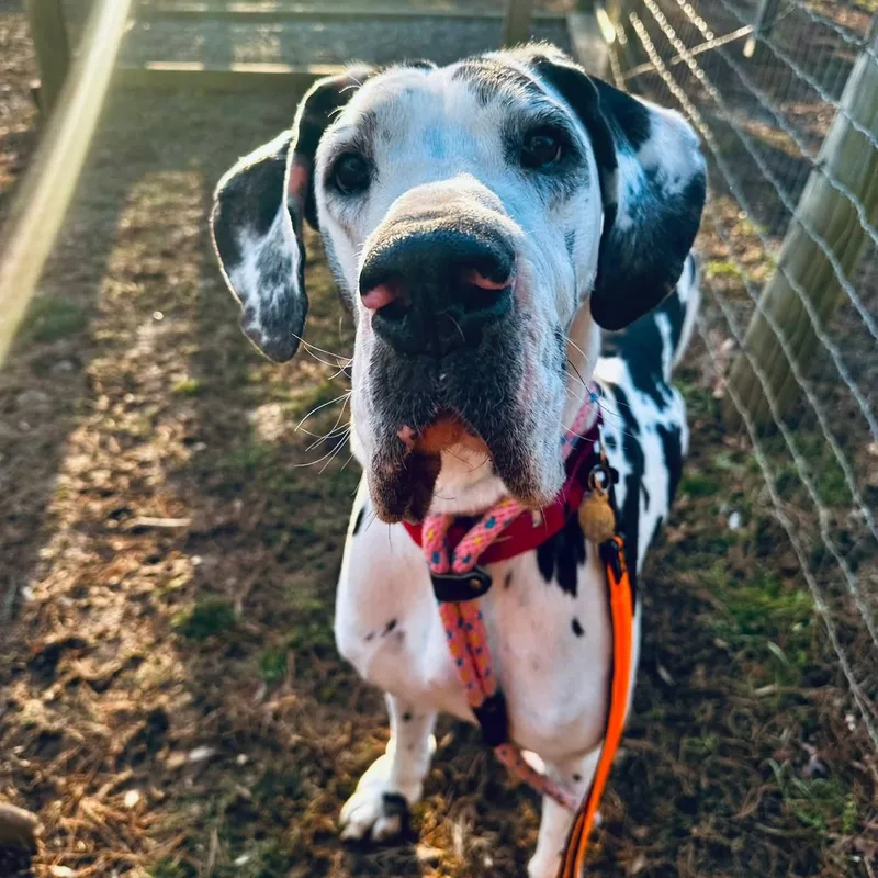 An adult extra large-sized female Harlequin Great Dane dog named Caroline for adoption in Phoenixville, PA